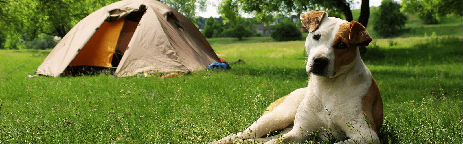 Top 3 des campings acceptant les animaux en France